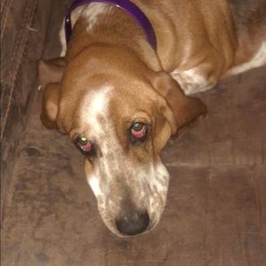 Meet your Posher, Shelley